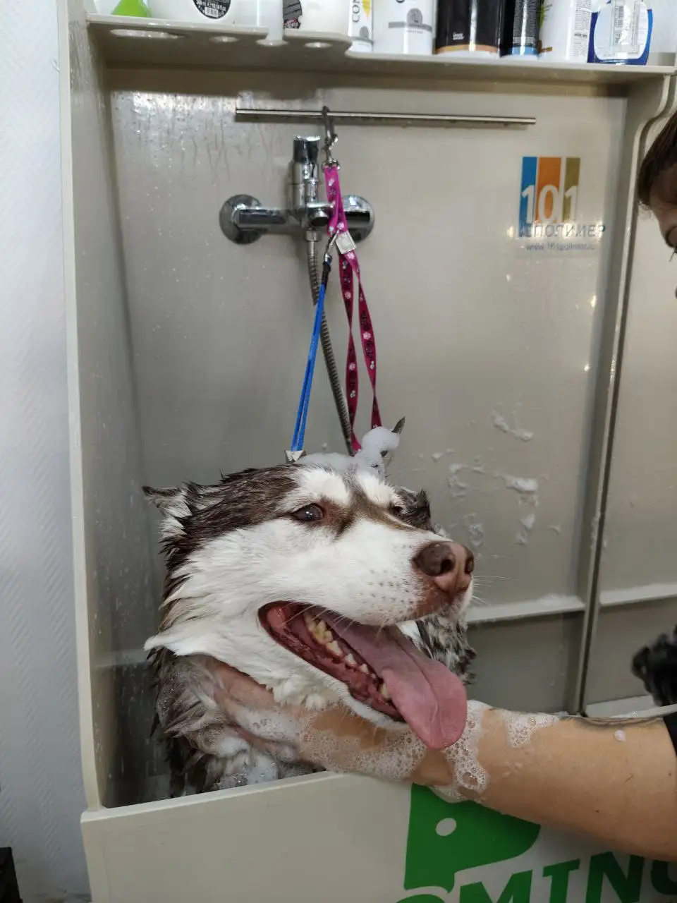 Поиск моделей для процедур ухода за домашними животными - Для животных (Услуги) в Самара