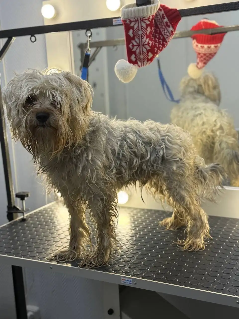 Поиск моделей для процедур ухода за домашними животными - Для животных (Услуги) в Самара