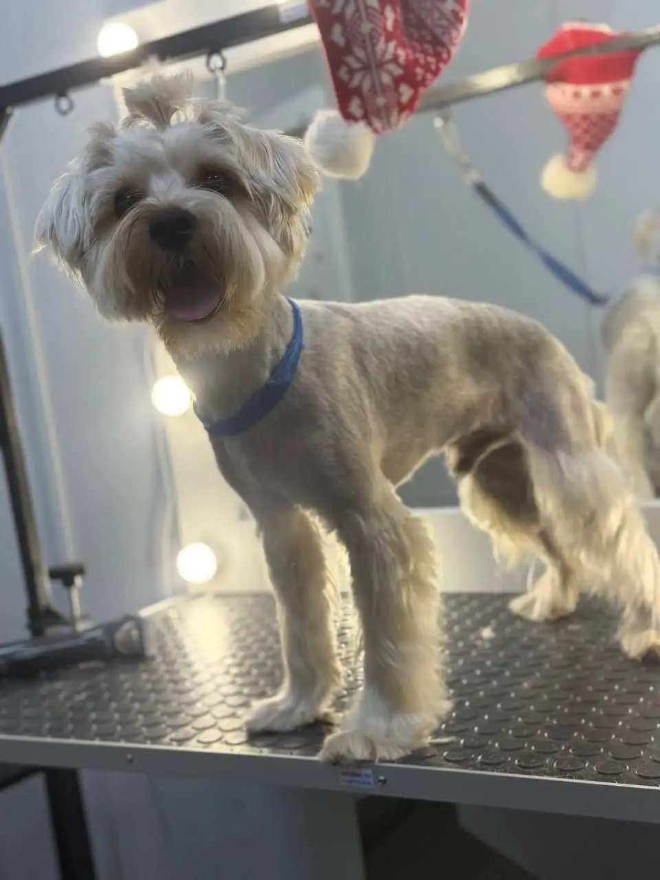 Поиск моделей для процедур ухода за домашними животными - Для животных (Услуги) в Самара