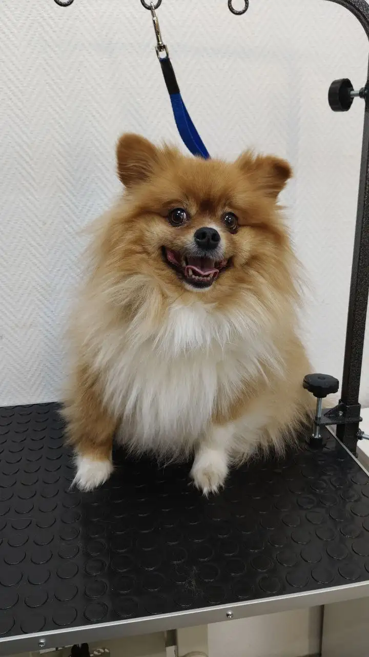 Поиск моделей для процедур ухода за домашними животными - Для животных (Услуги) в Самара