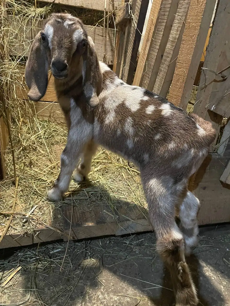 Продам или обменяю козочку англонубийской породы - Сельскохозяйственные животные (Животные) в Самара