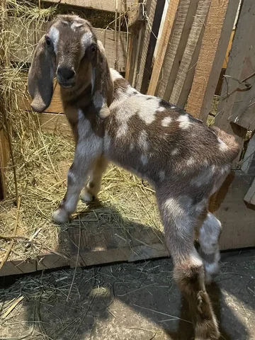 Продам или обменяю козочку англонубийской породы - Птица в Самара