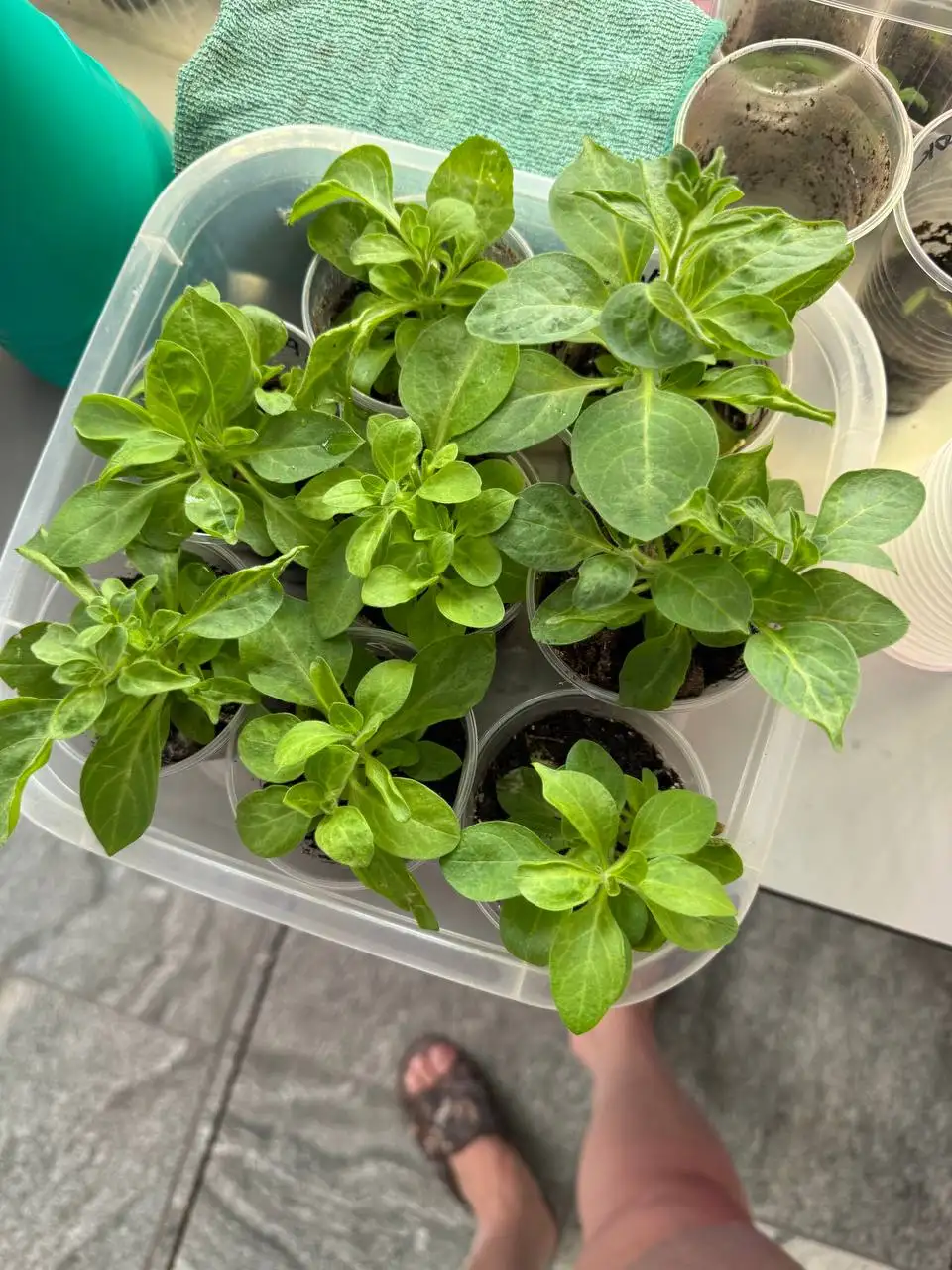 Продажа вегетативной петунии и вербены - Садоводство (Хобби и отдых) в Самара