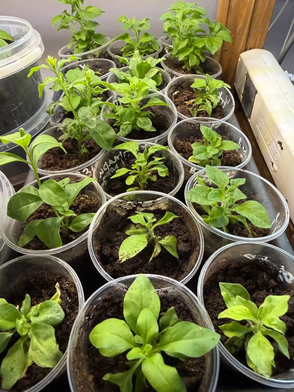 Продажа вегетативной петунии и вербены - Садоводство (Хобби и отдых) в Самара