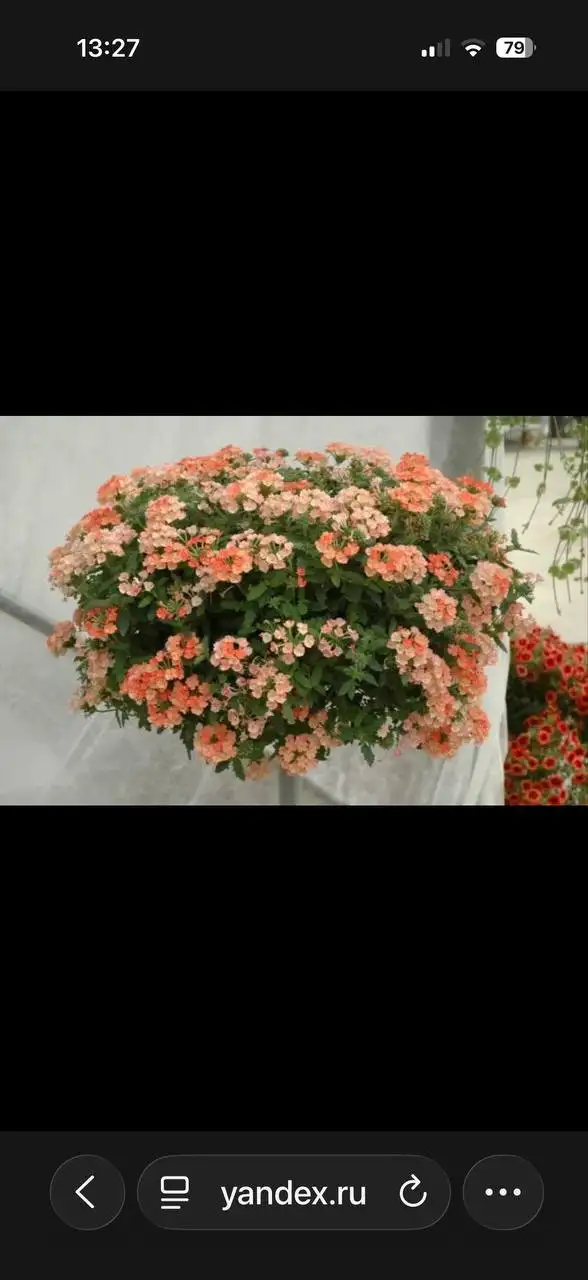 Продажа вегетативной петунии и вербены - Садоводство (Хобби и отдых) в Самара