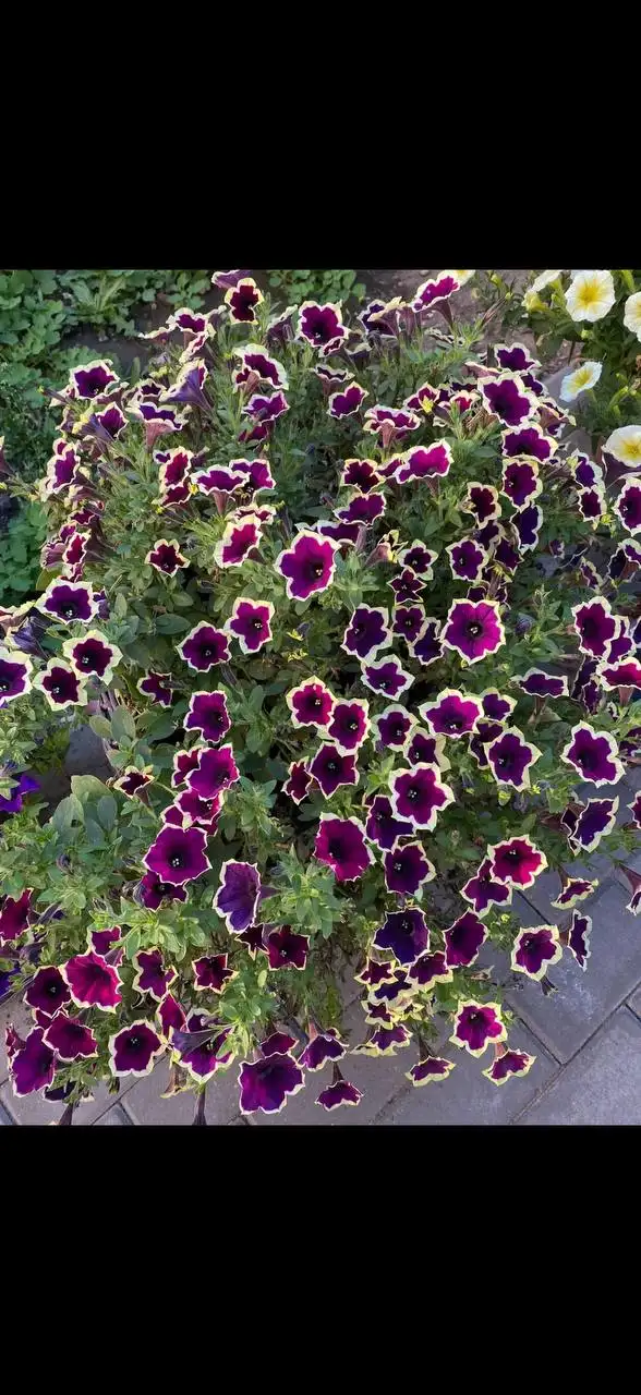 Продажа вегетативной петунии и вербены - Садоводство (Хобби и отдых) в Самара