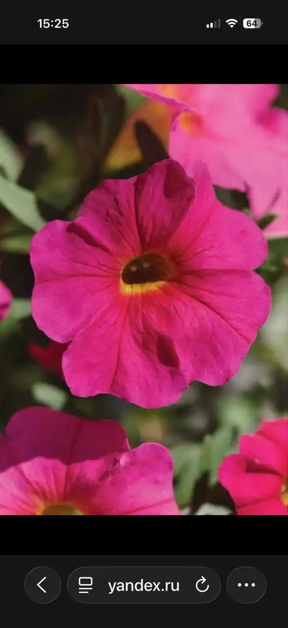 Продажа вегетативной петунии и вербены - Садоводство (Хобби и отдых) в Самара