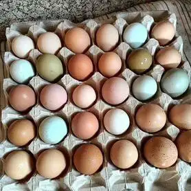 Продажа домашних яиц - Продукты питания (Барахолка) в Самара