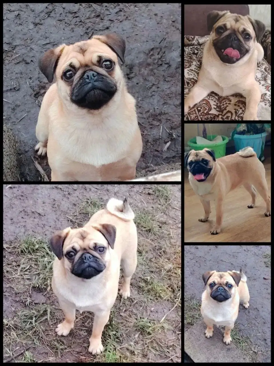 Продажа подрощенной девочки мопса 10 месяцев - Собаки (Животные) в Самара