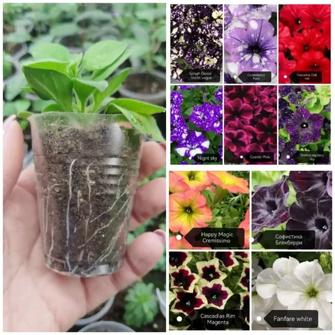 Укорененные черенки вегетативной петунии в стаканчиках 100г - частное объявление в Зубчаниновка