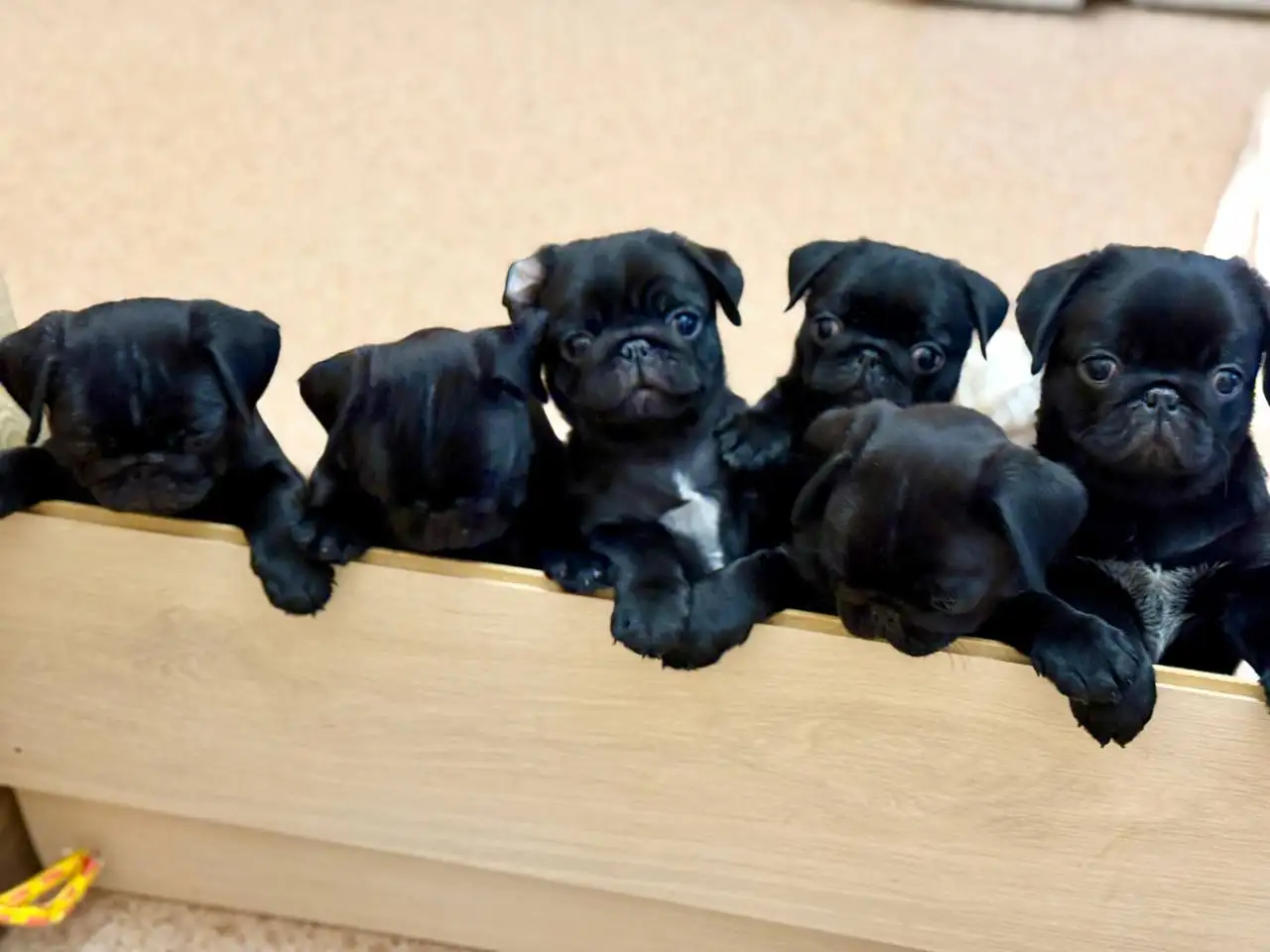 Мопсы в поисках родителей - Собаки (Животные) в Самара