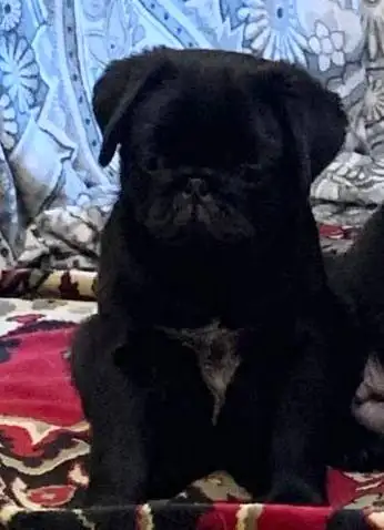 Мопсы в поисках родителей - Собаки (Животные) в Самара