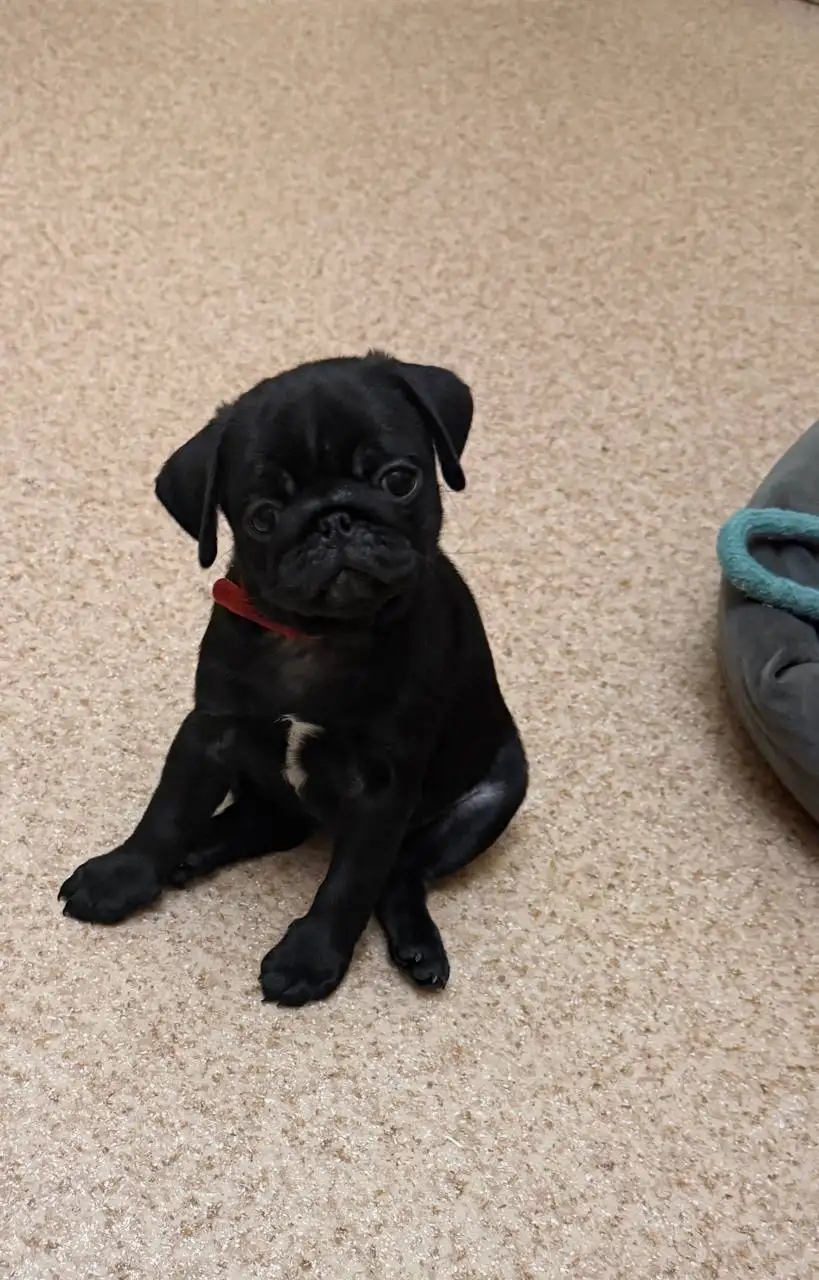 Мопсы в поисках родителей - Собаки (Животные) в Самара