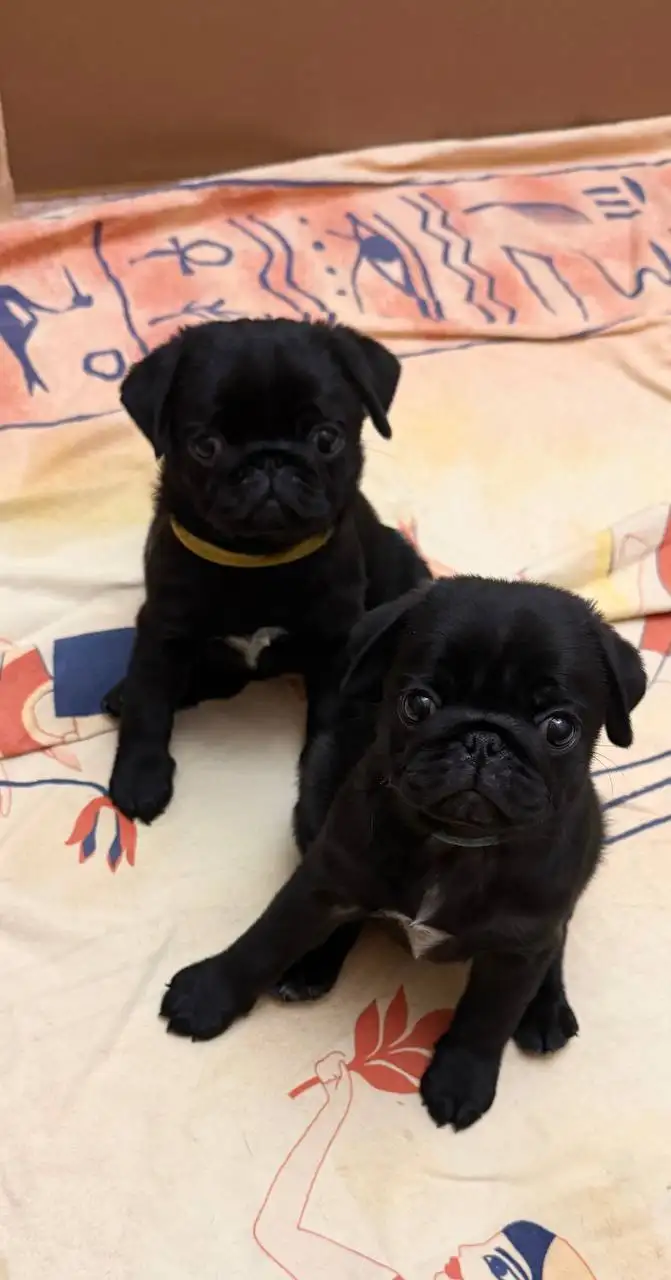 Мопсы в поисках родителей - Собаки (Животные) в Самара