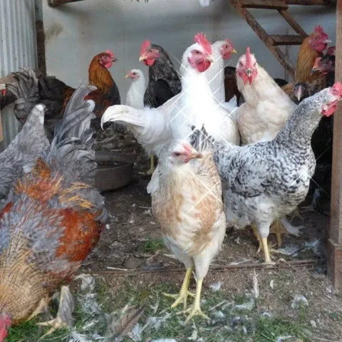 Молодые петушки на племя или мясо - частное объявление в Большая Глушица