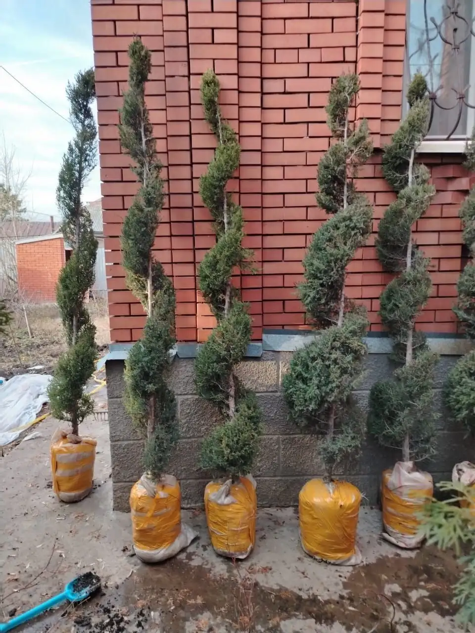 Продажа можжевельников змеевиков и туй сорта книжка - Растения (Хобби и отдых) в Самара