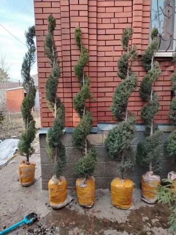 Продажа можжевельников змеевиков и туй сорта книжка - Спортивные товары в Самара