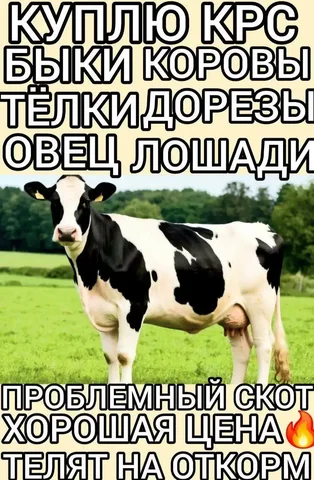 Закупка скота и мяса - Благотворительность в Самара