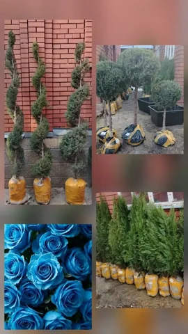 Продажа саженцев хвойных и роз в Самаре - Пчеловодство в Самара