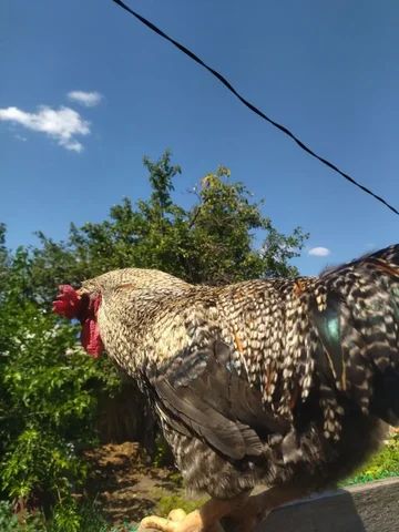 Продажа петушков на племя - Благотворительность в Самара