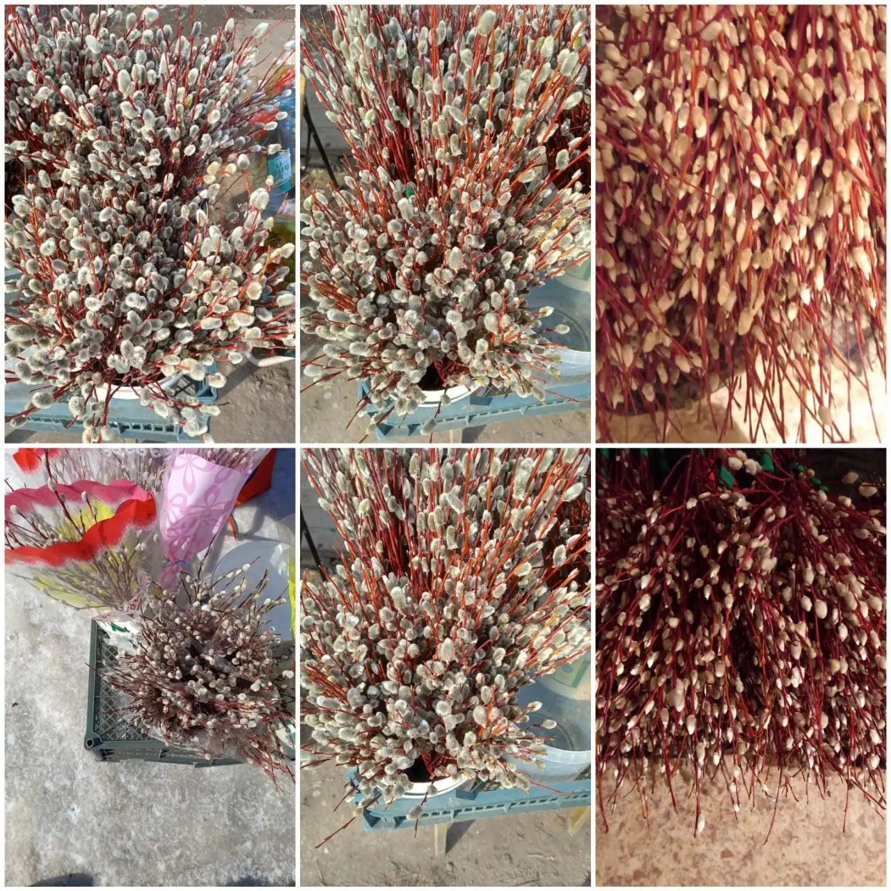 Букеты из вербы - Растения/цветы (Хобби и отдых) в Самара