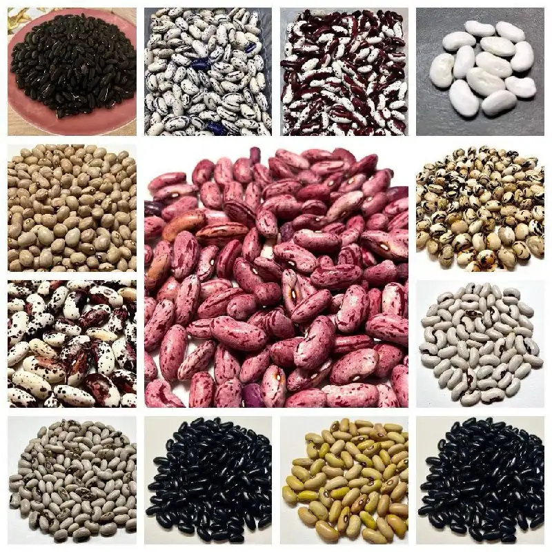 Продажа семян фасоли более 50 сортов - Сад и огород (Хобби и отдых) в Новокуйбышевск