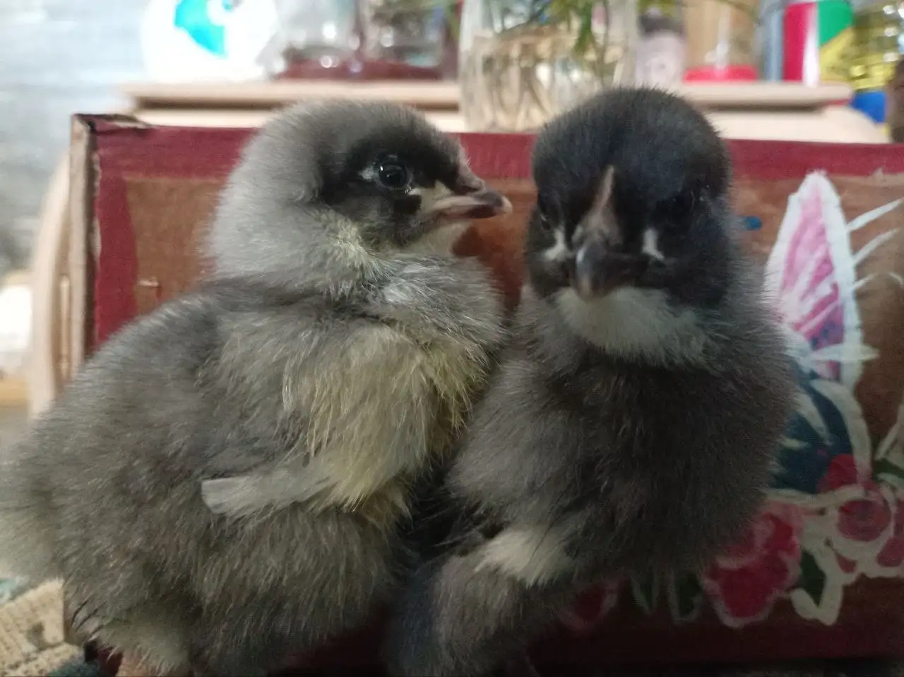 Продажа цыплят доминант Д 107 - Птицы (Животные) в Курумоч