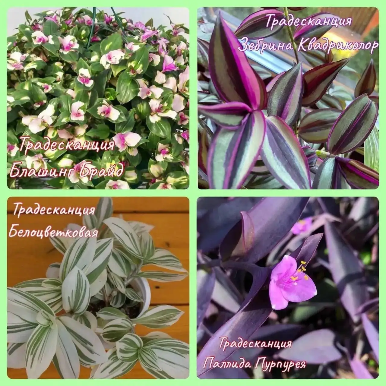 Продажа автомобиля Лада Веста - Легковые автомобили (Авто) в Самара