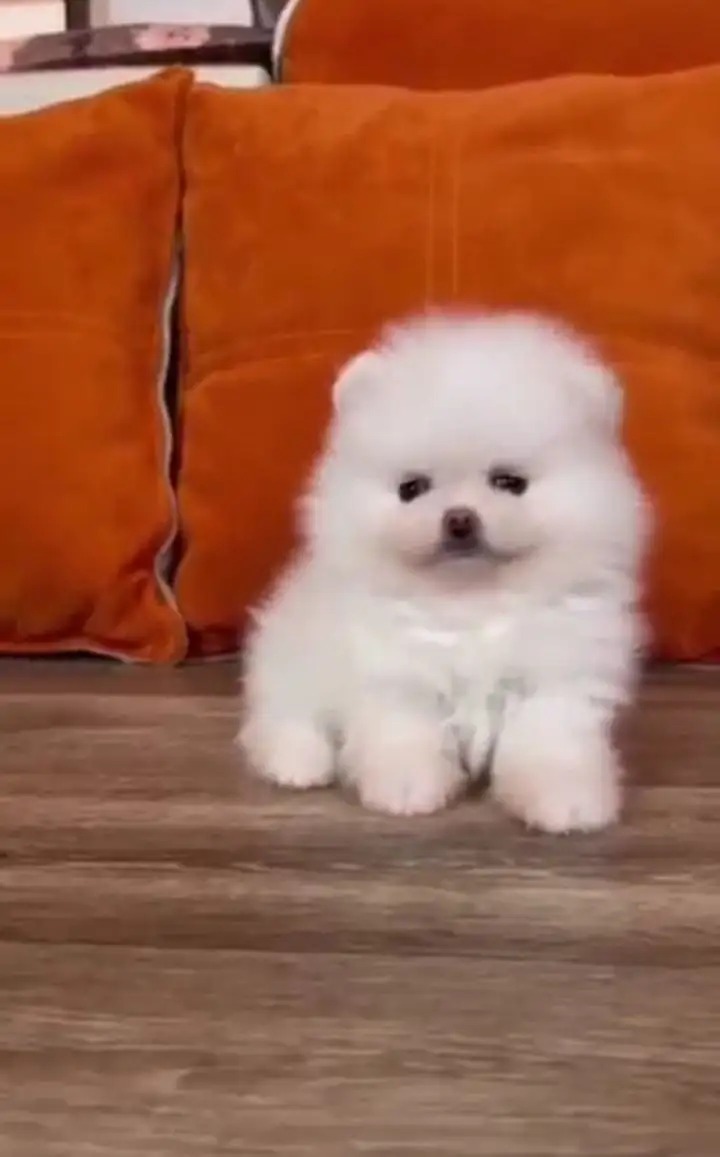 Продажа щенков померанского шпица - Животные в Самара