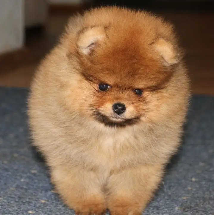 Продажа щенков померанского шпица - Животные в Самара