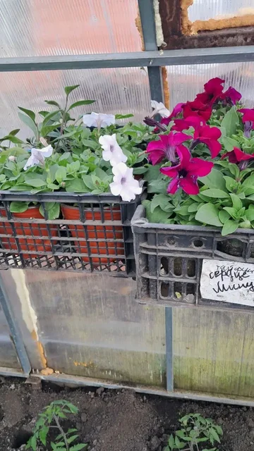 Продам рассаду помидор, огурцов, перца и цветов - Стайкбольное оружие в Самара