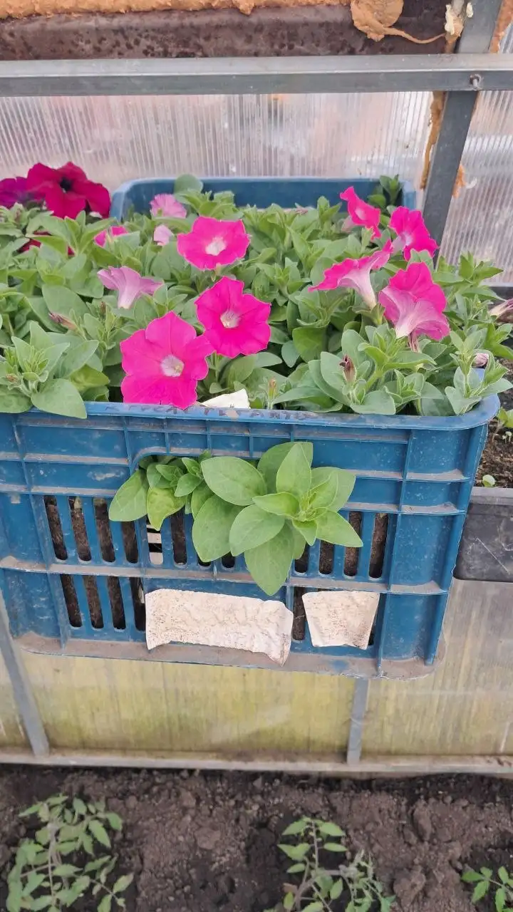 Продам рассаду помидор, огурцов, перца и цветов - Растения и семена (Хобби и отдых) в Самара