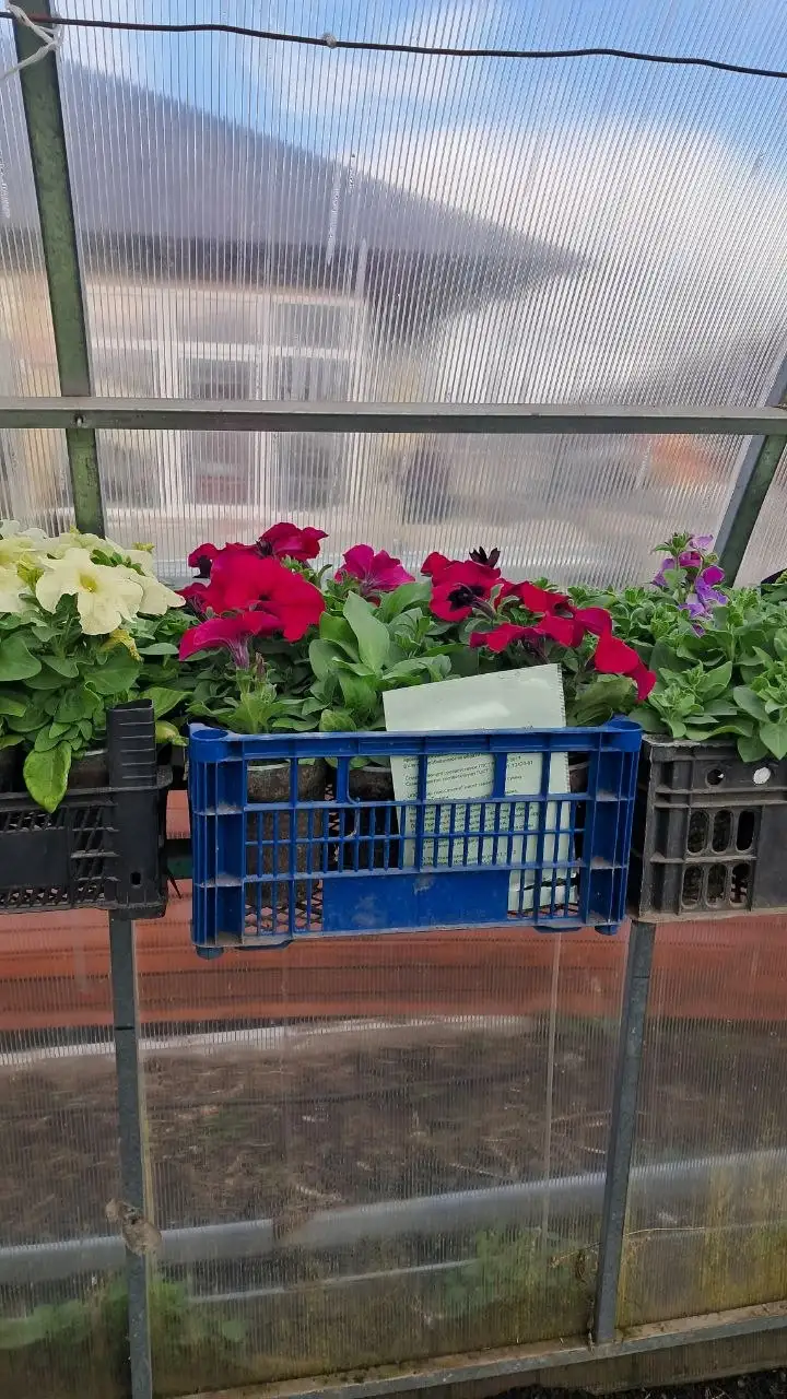 Продам рассаду помидор, огурцов, перца и цветов - Растения и семена (Хобби и отдых) в Самара