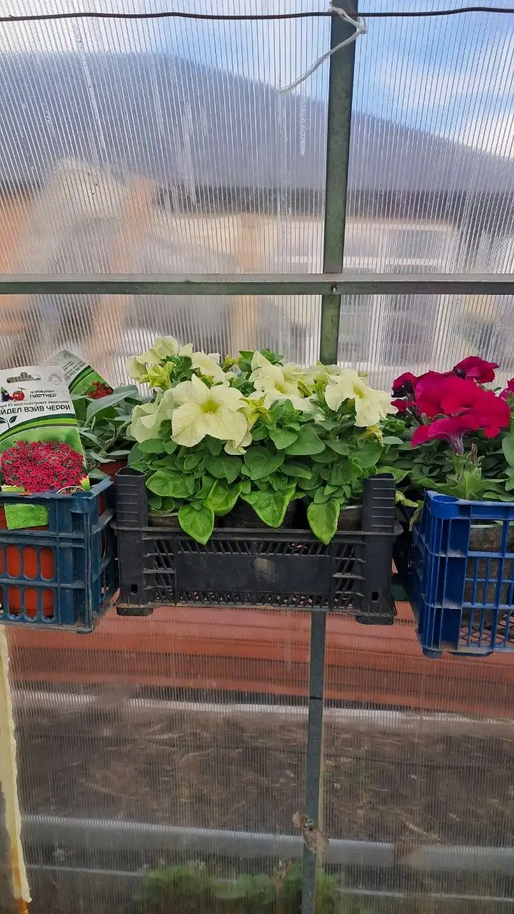 Продам рассаду помидор, огурцов, перца и цветов - Растения и семена (Хобби и отдых) в Самара