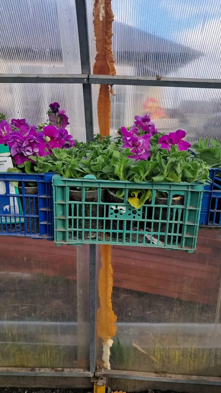 Продам рассаду помидор, огурцов, перца и цветов - Растения и семена (Хобби и отдых) в Самара