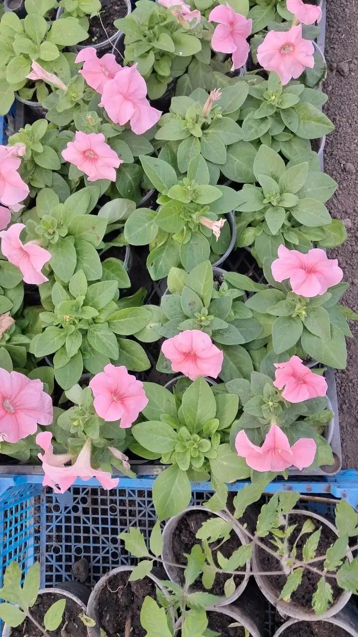 Продам рассаду помидор, огурцов, перца и цветов - Растения и семена (Хобби и отдых) в Самара