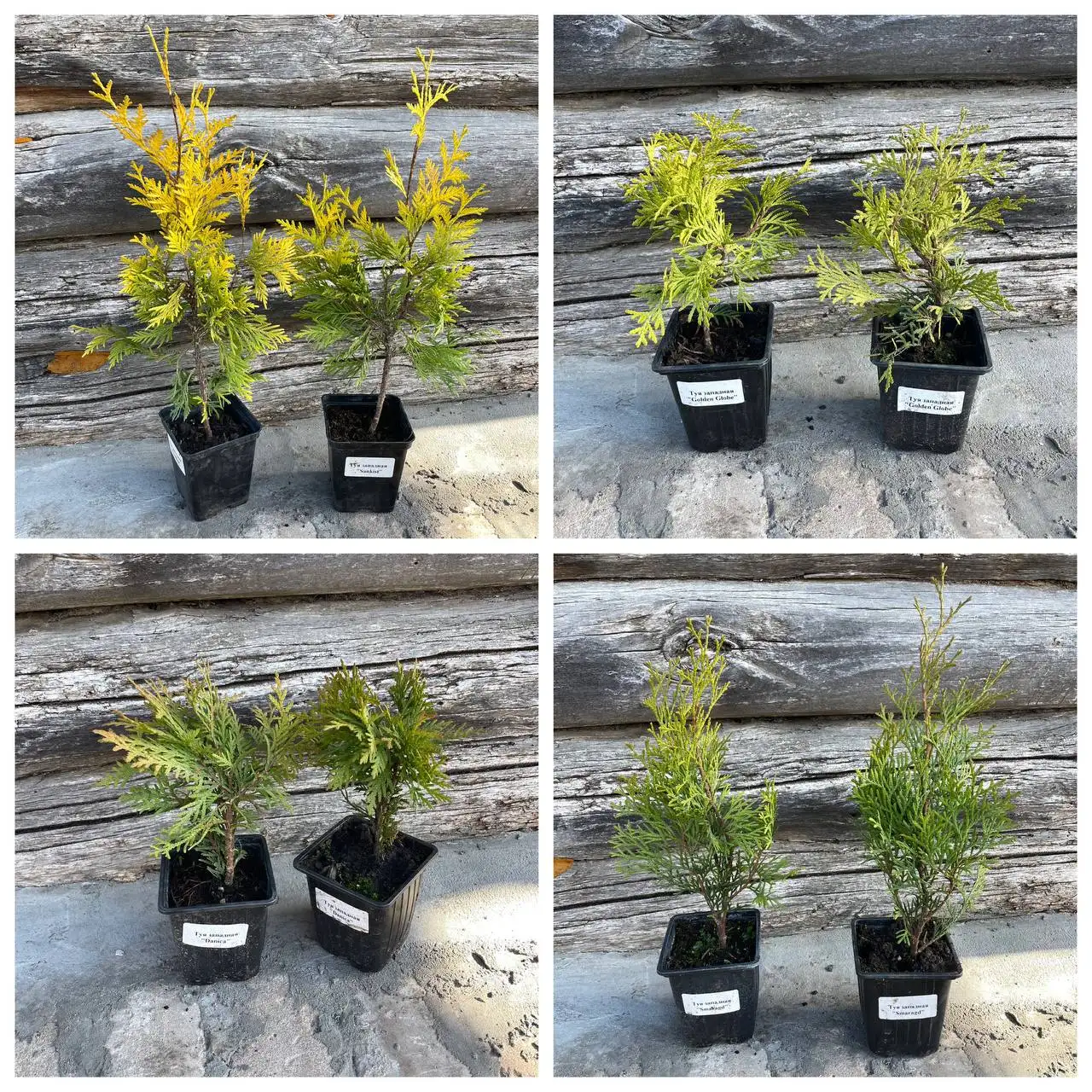 Продажа саженцев туи различных сортов - Растения (Для дома и дачи) в Самара