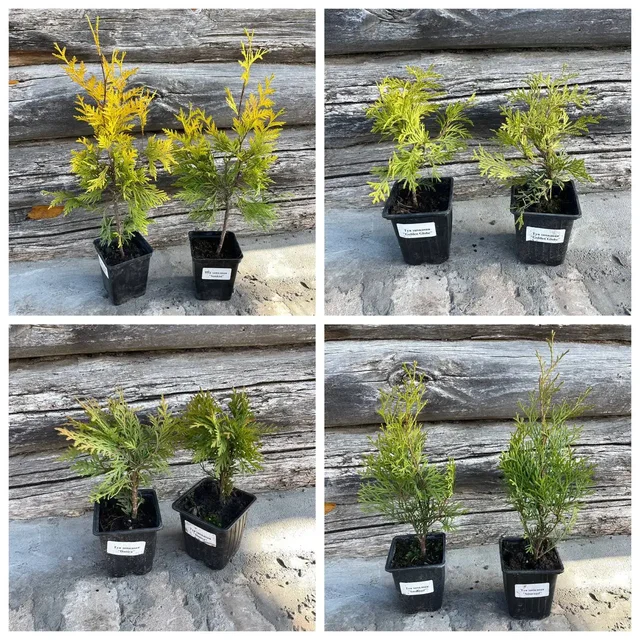 Продажа саженцев туи различных сортов - частное объявление в Самара