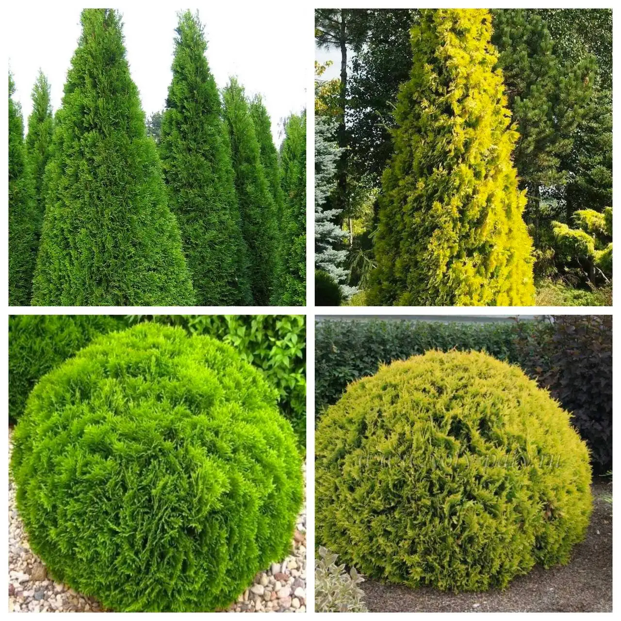 Продажа саженцев туи различных сортов - Растения (Для дома и дачи) в Самара