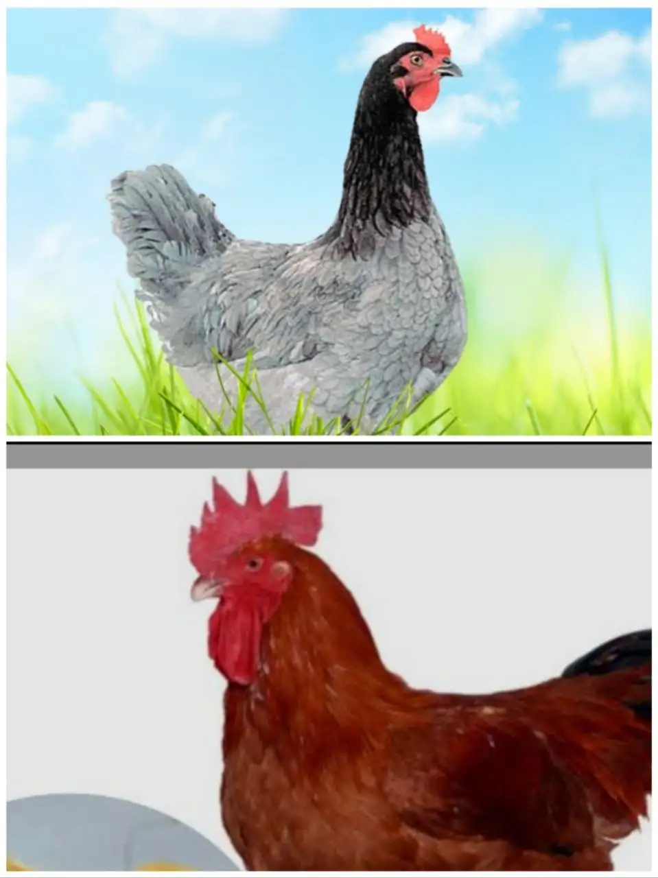 Продажа цыплят мясояичного кросса и цветного бройлера - Птицы (Животные) в Курумоч