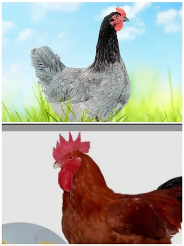 Продажа цыплят мясояичного кросса и цветного бройлера - Животные в Курумоч