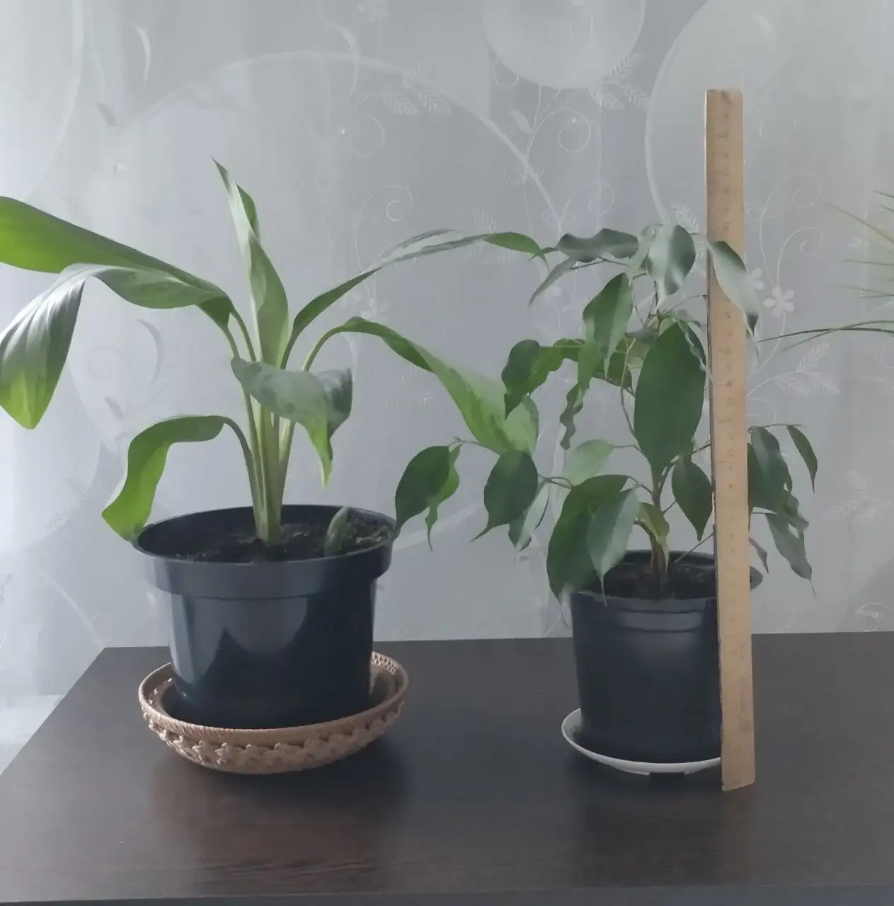 Продажа комнатных цветов: Аглаонема и Фикус Бенджамина - Растения (Хобби и отдых) в Дубовый Умет