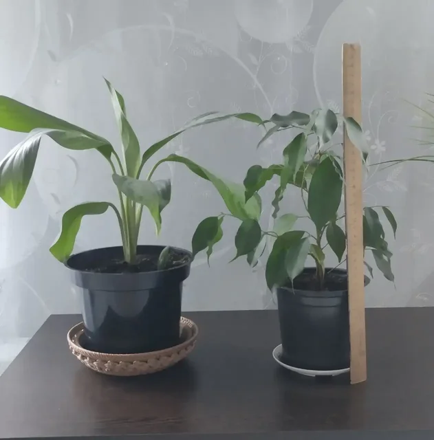 Продажа комнатных цветов: Аглаонема и Фикус Бенджамина - Хобби и отдых в Дубовый Умет