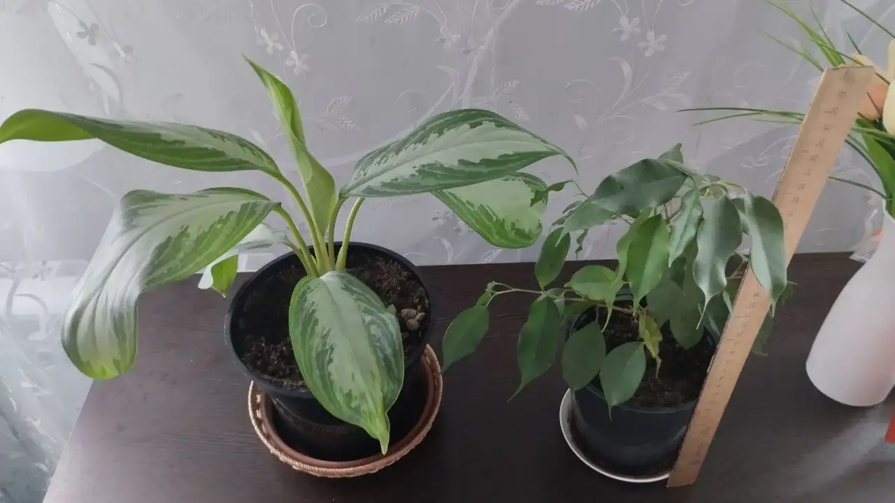 Продажа комнатных цветов: Аглаонема и Фикус Бенджамина - Растения (Хобби и отдых) в Дубовый Умет