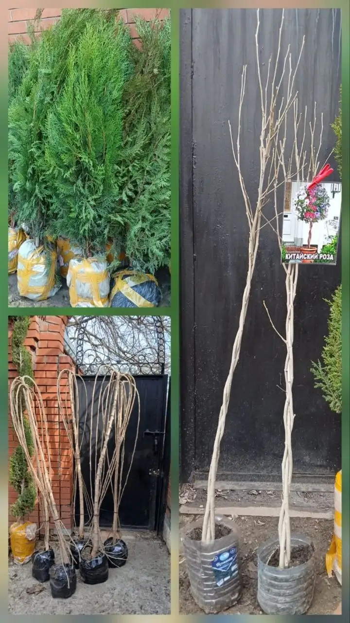 Продажа туй, шелковицы и китайской розы - Растения (Для дома и дачи) в Самара