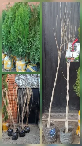 Продажа туй, шелковицы и китайской розы - Растения в Самара