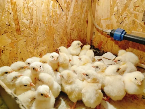 Продажа цыплят бройлеров - Ветеринарные препараты в Самара