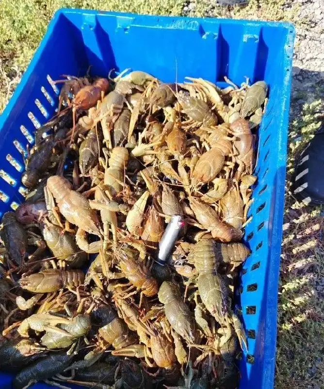 Продажа раков в наличии - Животные в Самара