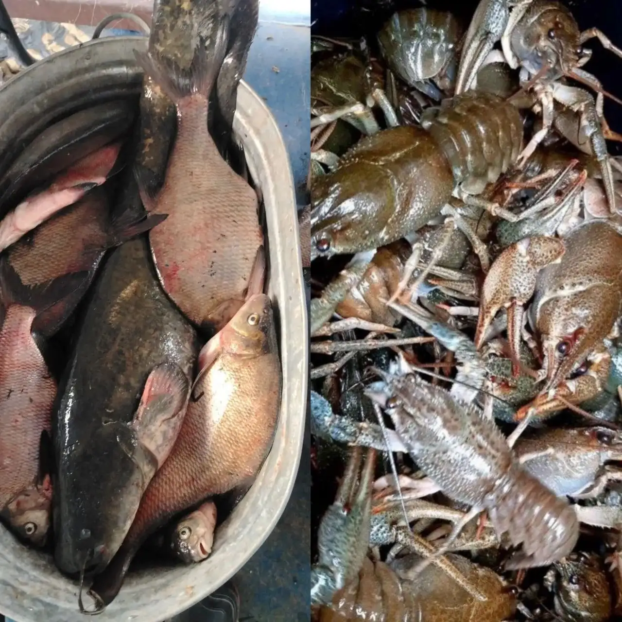 Продажа леща и раков в Воскресенке - Продукты питания (Барахолка) в Воскресенка