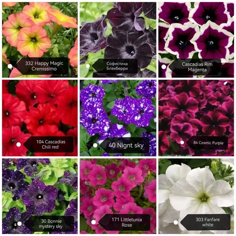 Укоренённые черенки вегетативной петунии - Хобби и отдых в Зубчаниновка